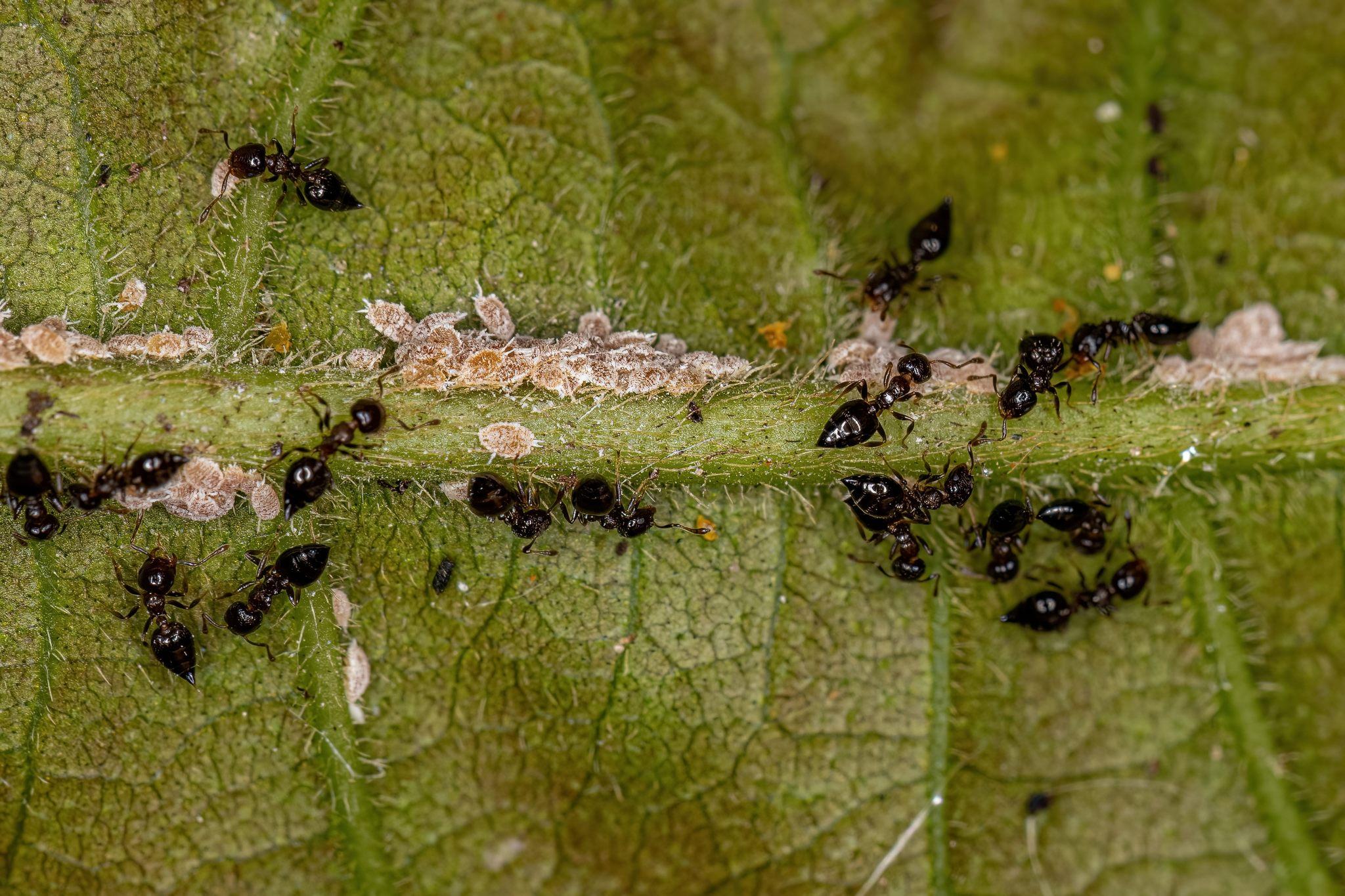 Saiba quais são os riscos causados pelas formigas