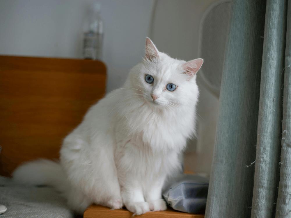 Sonhar com um gato branco o que pode significar?